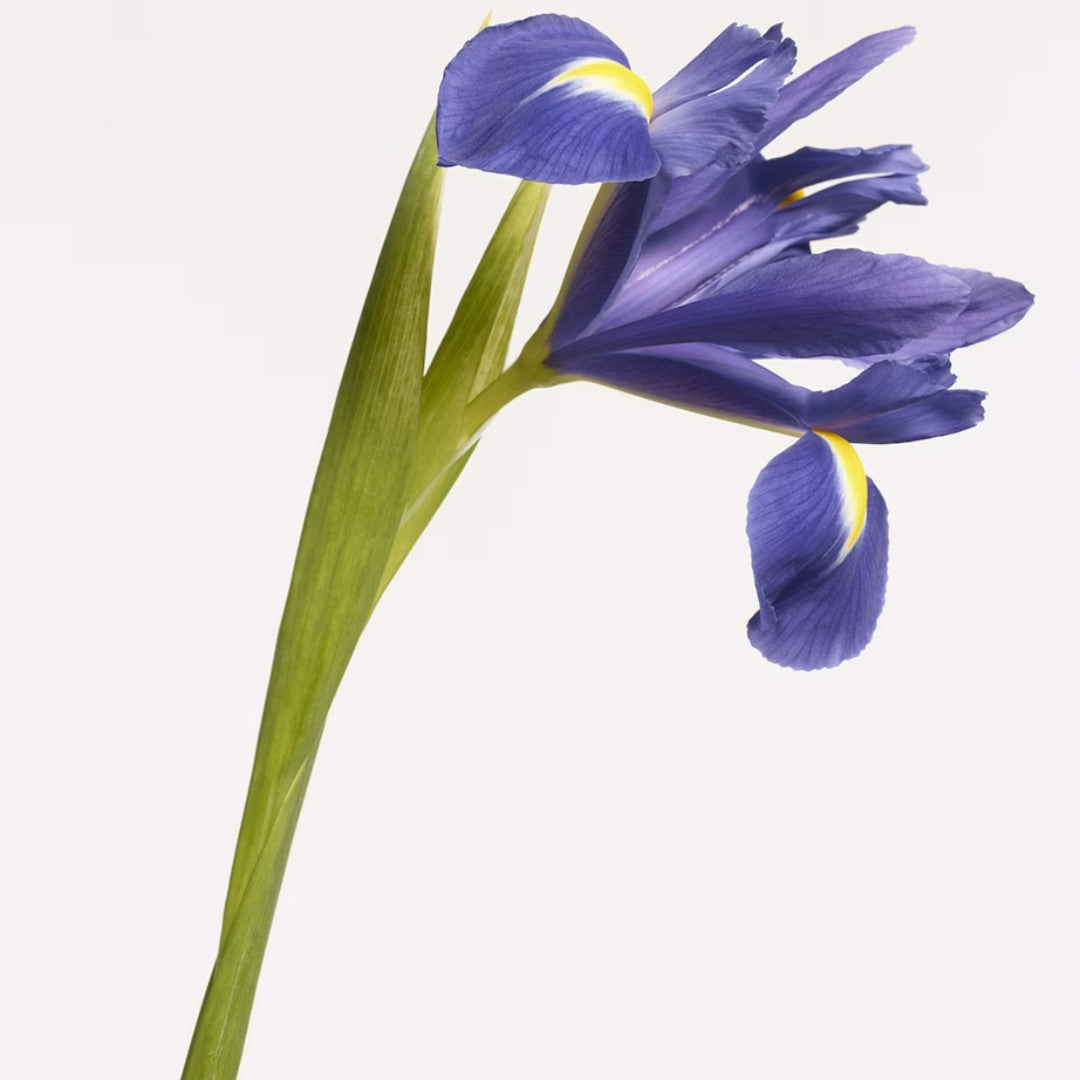 Hawthorne Bloom Eau de Parfum (100Ml)